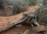 Chopped tree stump along the pioneers' trail through the cedars, Lamont Crabtree Photo